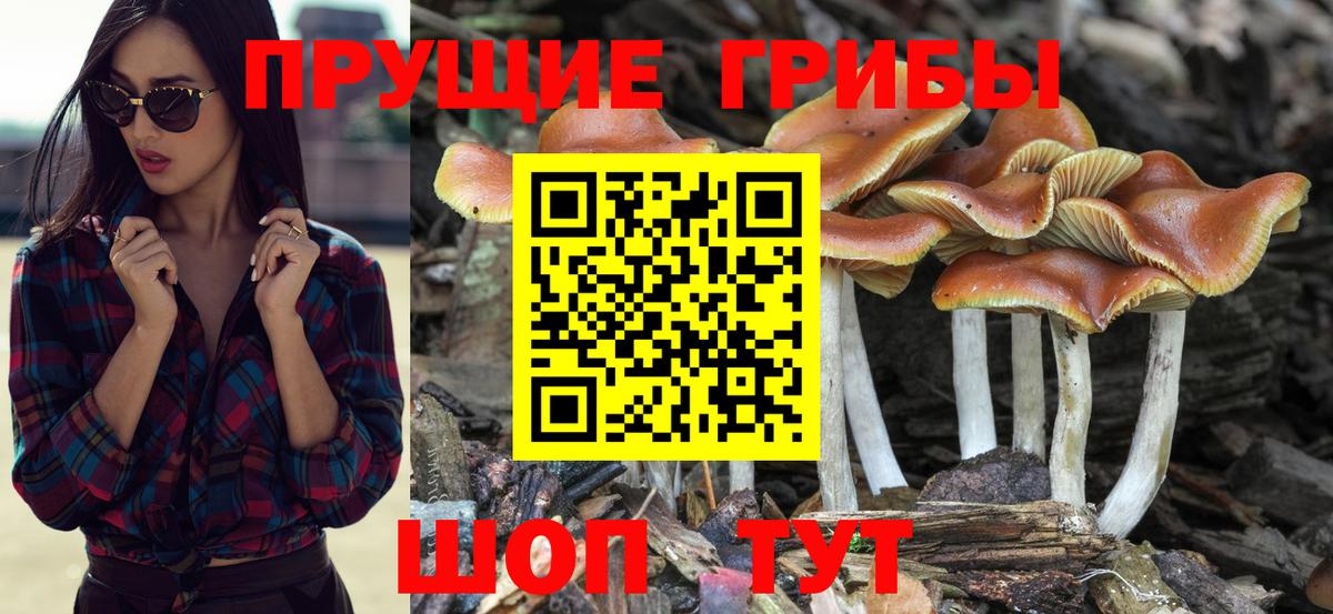 Галлюциногенные грибы Psilocybe Сланцы